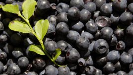 С боровинки срещу Алцхаймер