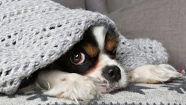 4 грешки в дома, които стопаните на домашни любимци правят 