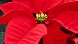 Коледната звезда след Коледа