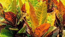 Кротон – ярка окраска и настроение вкъщи 