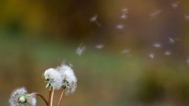 Мисъл на деня