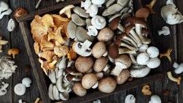 Защо гъбите са толкова полезни за здравето и имунитета 