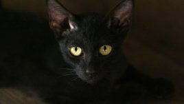 Най-популярните суеверия