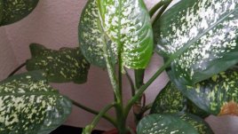 Дифенбахията – красива, но опасна