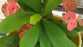 Христов Венец - прекрасно цвете през всеки сезон