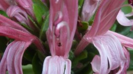 Якобиния – екзотична „бразилка“ в дома