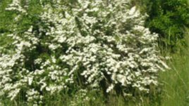 Спирея – Майски сняг