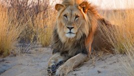 Знаете ли, че... лъвът всъщност не е цар на джунглата?