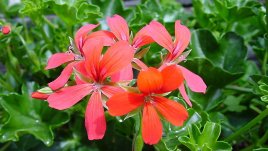 Красивото сакъзче или „висящото мушкато“