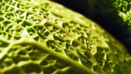 Постни сарми