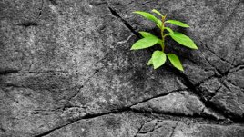 Мисъл на деня