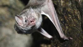 Древните болести, оцелели до днес заедно с нас