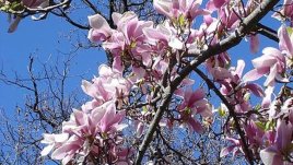 Чудната благоуханна магнолия – как да я отглеждаме?