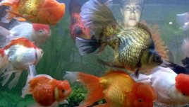 Домашният аквариум като антидепресант