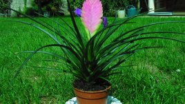 Прелестната тиландсия - как да я отглеждаме?