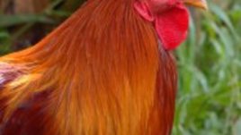 Китайският хороскоп: зодия Петел