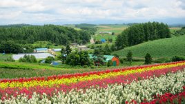 Какво ни казват цветята