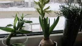 Лятна градина насред зима