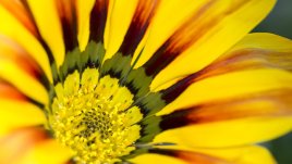 Газания – слънчева украса за дома 