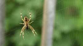 Какво означава, ако видите паяк?