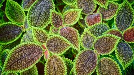 Пилея – интересна със своите красиви листенца 