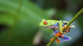 Притча за жабата