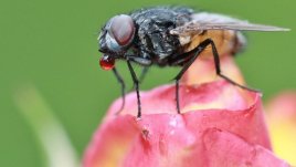 Домашен спрей против насекоми 