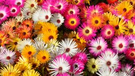 Доротеантус или обедно цвете 