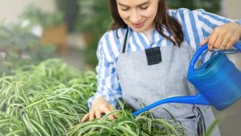 Хлорофитум – съвети за отглеждане и буен растеж