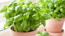 Помещението, в което не отглеждаме растения, а трябва