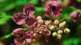 Акебия – шоколадовата лоза