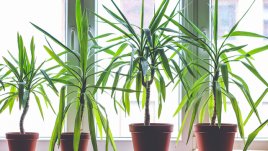 Растения, които пречистват въздуха в дома