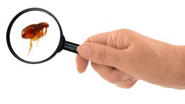 Натурални методи за прогонване на бълхите от дома