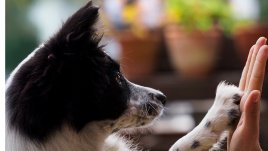 7 ключови стъпки за успешно осиновяване на куче
