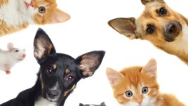 Знаете ли, че... слоновете не могат да скачат?