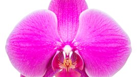 Колко вида вулва има?