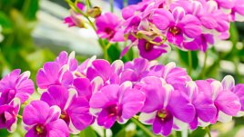 Знаете ли, че... ванилията е орхидея?