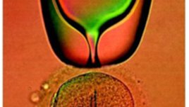 Новото в асистираните репродуктивни технологии