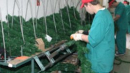 Елхичките на дядо Коледа 