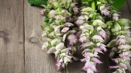 Градински чай за бременни – кога и защо се използва?