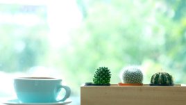 Как да отглеждаме здрави и жизнени сукуленти?