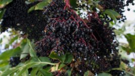 Най-силната българска билка