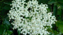 Сироп от бъз