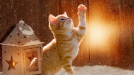 Какво означава, ако сънуваш котка?