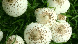 Пълнени гъби с бекон