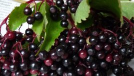 Черният бъз пази децата от настинки и грип!