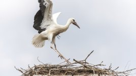 Какво означава, ако сънуваш щъркел?