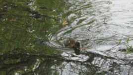 Искат да унищожат езерото с патиците в Южния парк в София