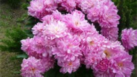 Божурът – символ на просперитет