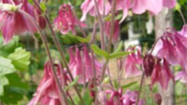 Пъстри камбанки цъфтят